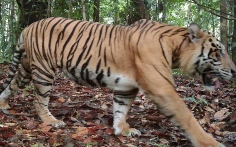 Jejak Harimau Bikin Sekolah Tutup, Warga Inhil Hidup dalam Bayang Ketakutan