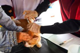 Bulan Vaksinasi Rabies 2026 Dimulai, Pemprov Riau Ajak Masyarakat Lindungi Hewan Peliharaan