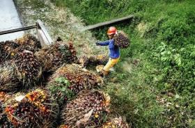Harga Sawit Sumut Melejit, Petani Senyum! TBS Kini Tembus Rp3.881 per Kg