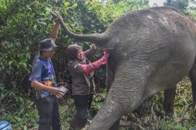 Berusia 60 Tahun, Gajah Betina Ini Pilih Jalani Hidup sebagai Petualang Rimba Mandiri