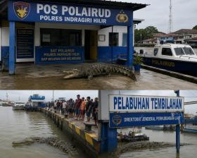 Buaya Muncul di Pos Polairud dan Pelabuhan Tembilahan, Warga Diimbau Waspada