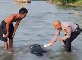 Mayat Pria Tersangkut Batu di Sungai Rokan, Polisi Bergerak Bongkar Misterinya