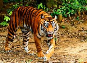 Mengerikan! 2 Orang Tewas Dimangsa Harimau di Konsesi PT Madukoro Lestari di Pelalawan