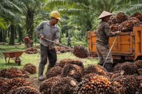 Harga Sawit Petani Mitra Plasma Naik Lagi, Ini Angka Resmi Periode 15–21 Juli