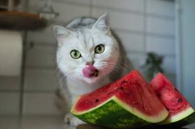 Masih Sering Kasih Sisa Makanan ke Kucing? Stop! 8 Jenis Makanan Ini Bisa Picu Keracunan