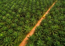 Produksi Kebun Sawit Sitaan Satgas PKH Anjlok Usai Dikelola Agrinas, Audit Lahan Langkah Mendesak!