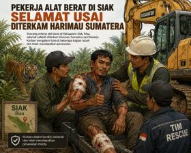 Detik-Detik Pekerja Alat Berat di Siak Diterkam Harimau Sumatera, Selamat Berkat Excavator