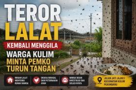 Teror Lalat Kembali Menggila, Warga Kulim Minta Pemko Pekanbaru Turun Tangan